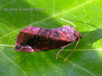 lunar-spotted pinion (Cosmia pyralina) Kenneth Noble